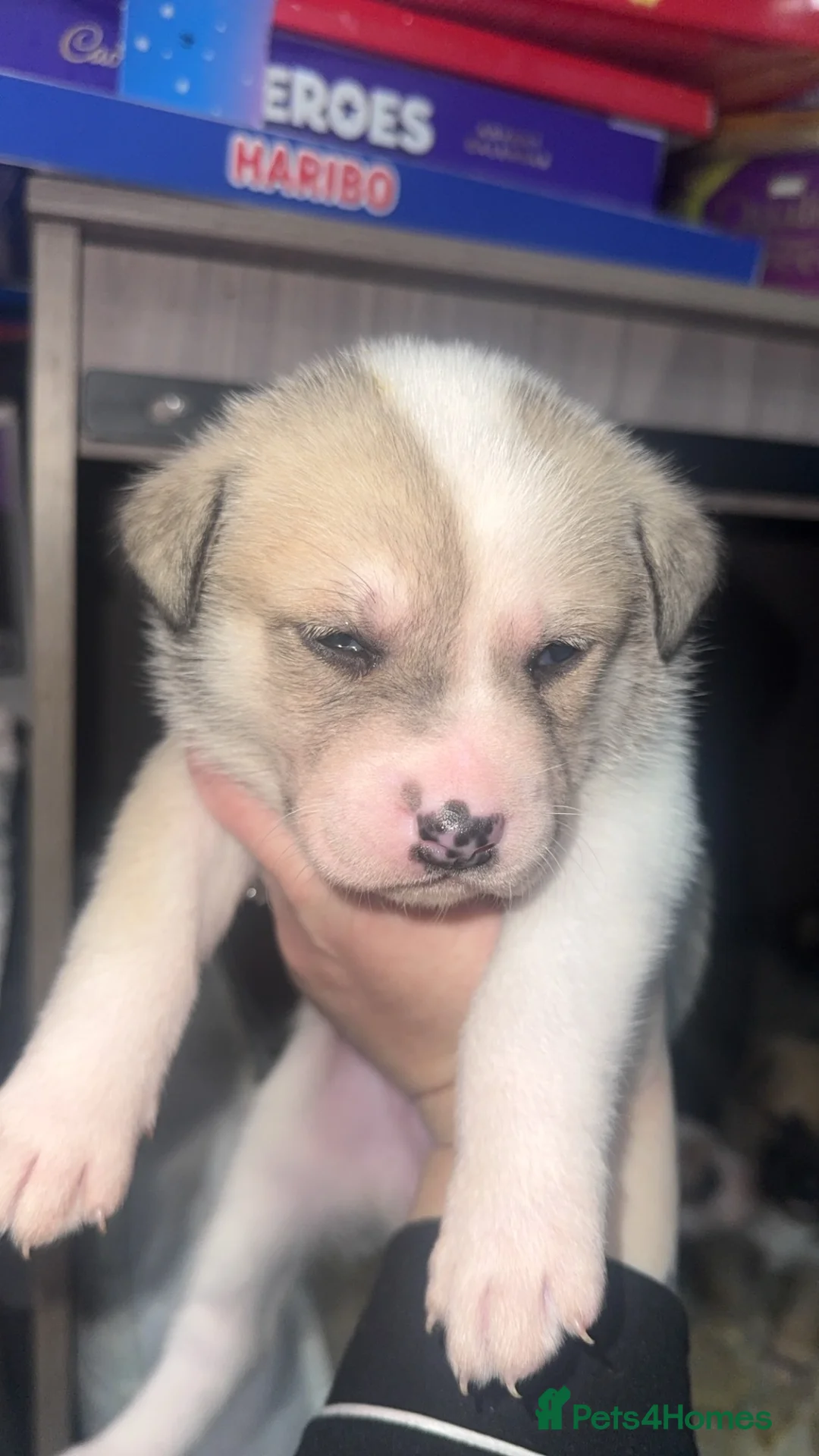 Mixed Breed dogs for sale: Akita cross  - Advert 2