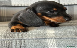 Miniature Dachshund dogs for sale: Top quality mini smooth dachshunds - Image 7