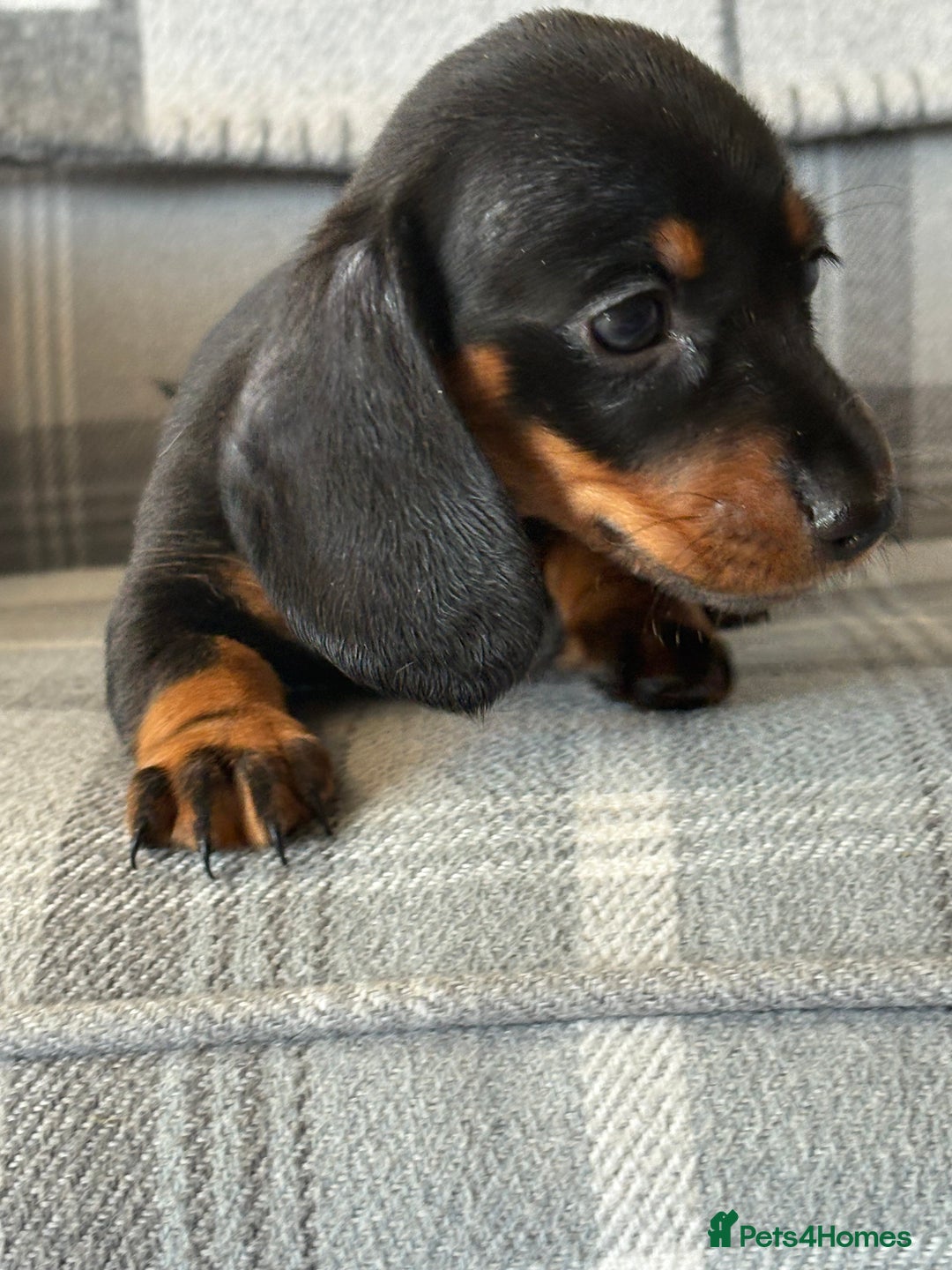 Miniature Dachshund dogs for sale: Top quality mini smooth dachshunds - Image 7