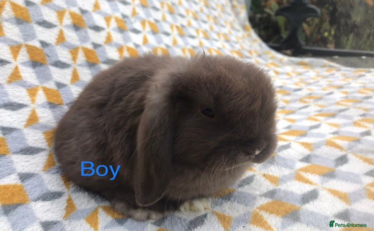 Mini Lop rabbits - Advert 11