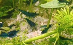 Shrimps fish for sale: 🔥RED, BLUE & YELLOW SHRIMP 🦐 + a free plant 🍃 - Image 14