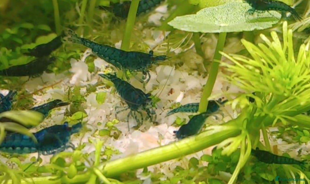 Shrimps fish for sale: 🔥RED, BLUE & YELLOW SHRIMP 🦐 + a free plant 🍃 - Image 14