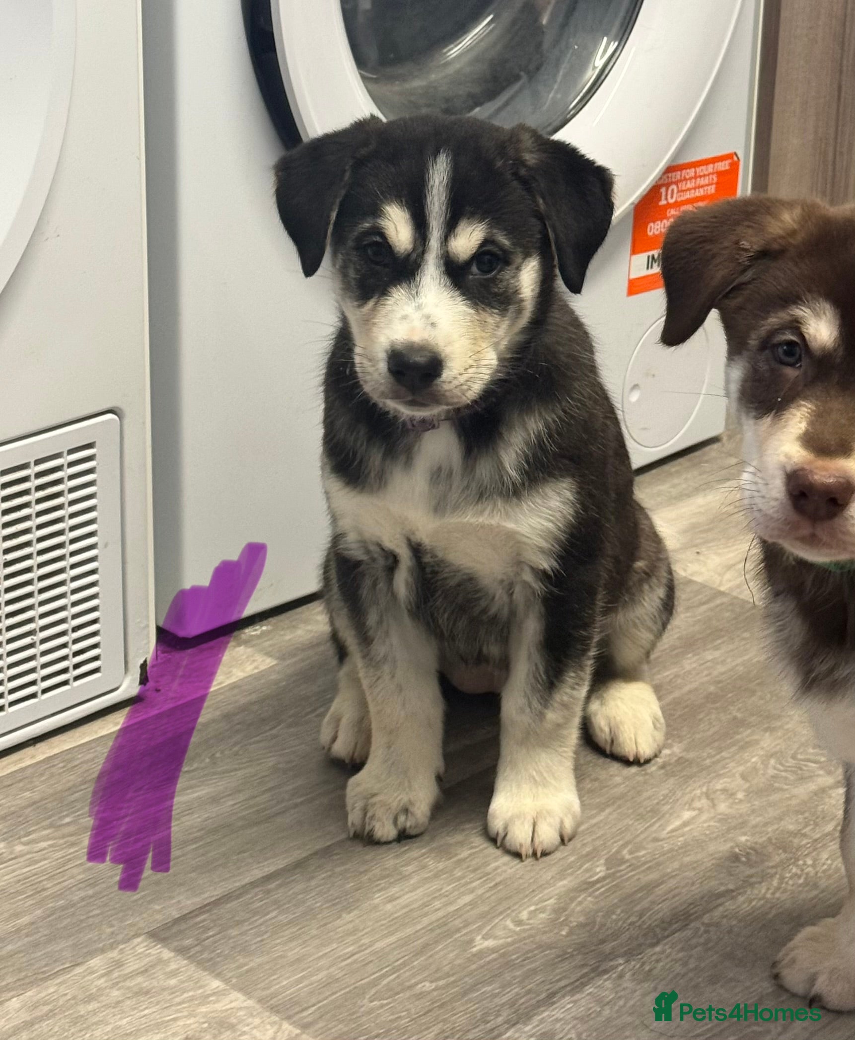 Mixed Breed dogs Beautiful huskadors - Advert 15