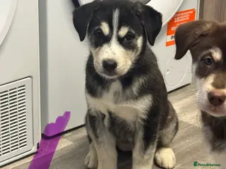 Mixed Breed dogs Beautiful huskadors - Advert 15