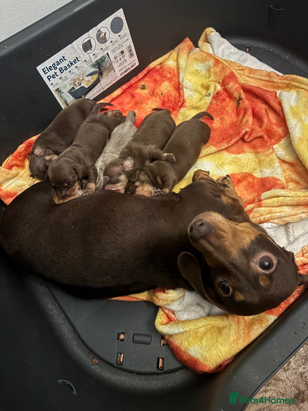 Miniature Dachshund dogs for sale: Beautiful miniature dachshund puppies - Advert 5