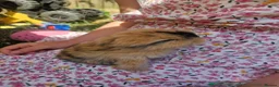 Mini Lop rabbits for sale: 2 x Mini Lion Lop ready to collect 23 March 2026 - Advert 22