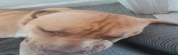 Boxer dogs for sale: New Home for dog in Stockport - Advert 3