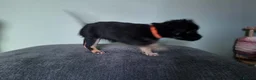Chihuahua dogs for sale: Long haired chihuahua pups  in Rotherham - Advert 6