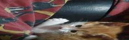 British Shorthair cats for sale: Stunning Kittens Ready For Forever Homes  - Advert 4