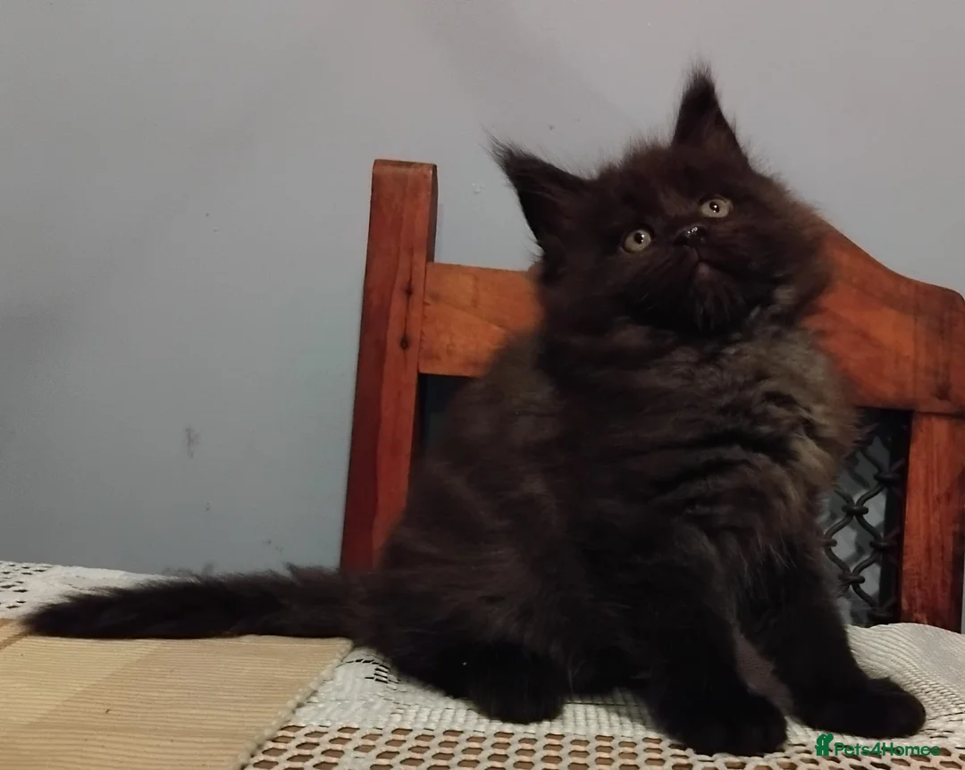 Maine Coon cats for sale: Maine Coons Kittens For Sale  - Advert 9