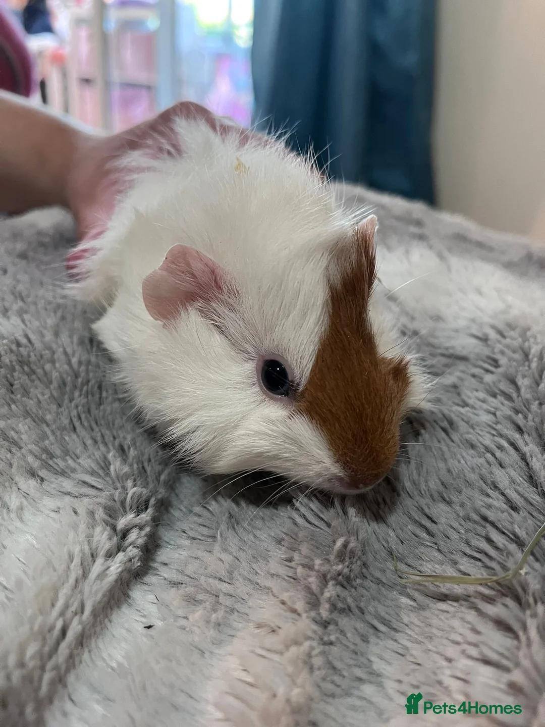 Guinea Pig rodents for sale: Guinny pigs  in Crewe - Advert 2
