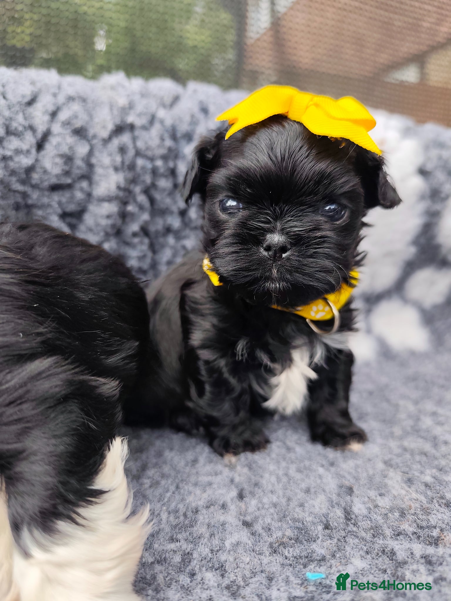 Shih Tzu dogs Gorgeous  shish tzu puppies  - Advert 2