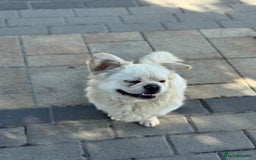 Mixed Breed dogs for adoption: Sweet Bob looking for LOVE - Image 11