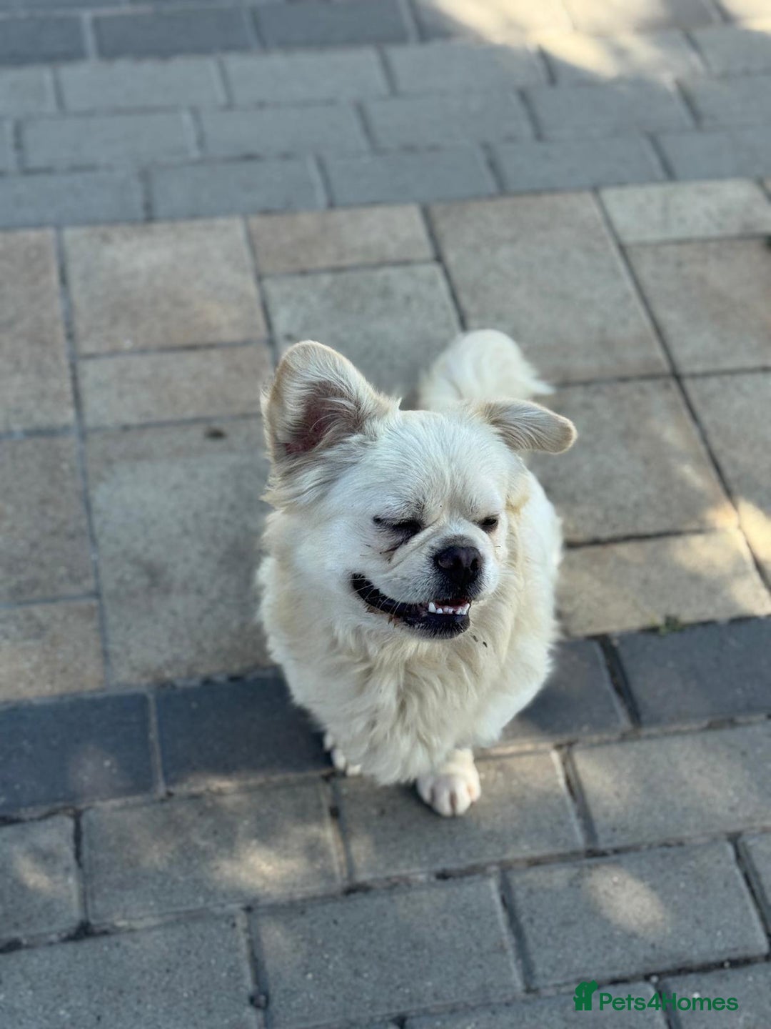 Mixed Breed dogs for adoption: Sweet Bob looking for LOVE - Image 11