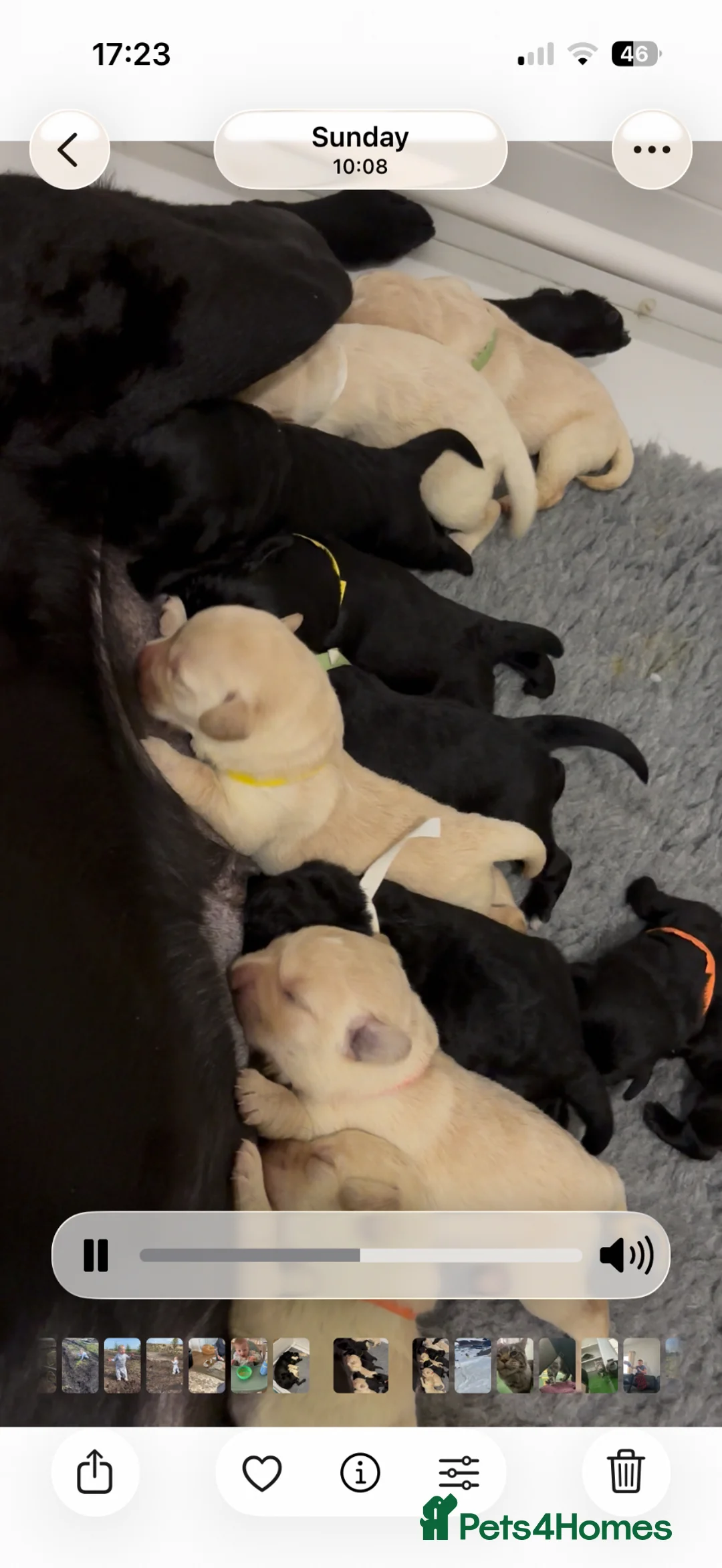 Labradoodle dogs for sale: F1 labradoodle pup. Parents health tested & KC reg - Advert 1