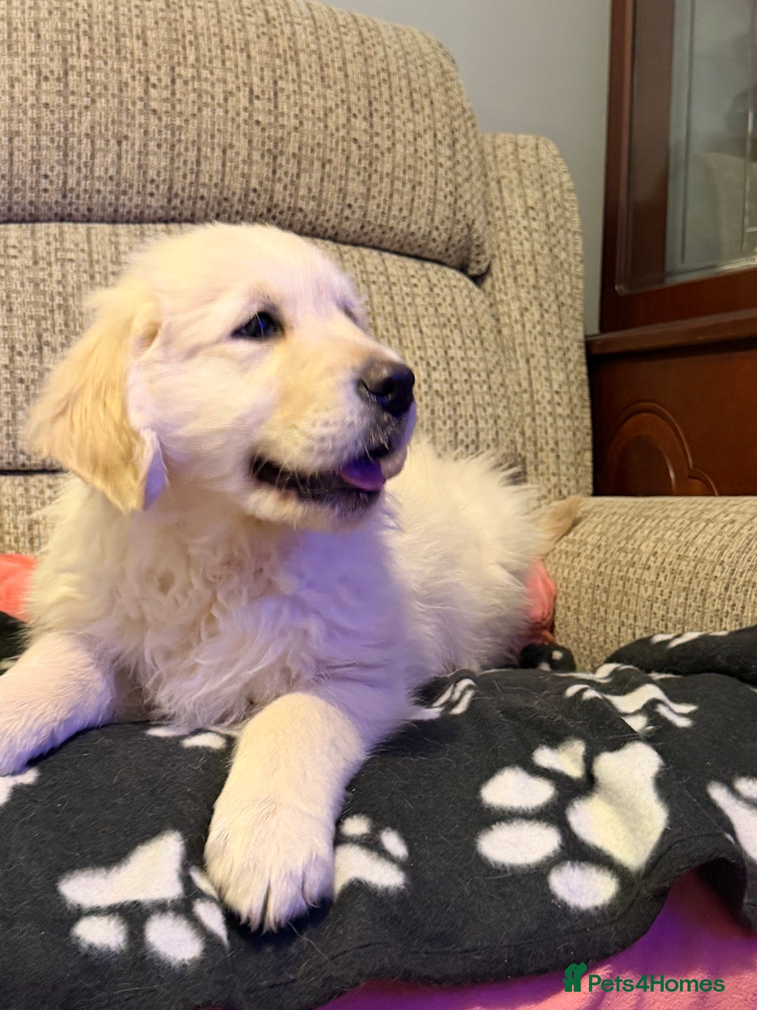 Golden Retriever dogs for sale: Fluffy Bears ready to go. Xx - Advert 6