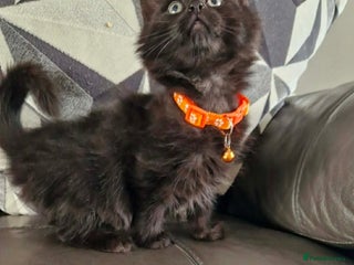 Mixed Breed cats Two beautiful too girl kittens ready for new home - Advert 1