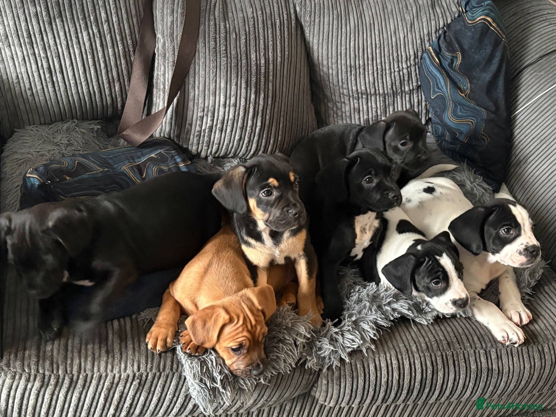 Mixed Breed dogs for sale: 8 beautiful frenchie cross cocker spaniels  - Advert 7