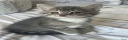 Mixed Breed cats for sale: Beautiful British Shorthair x Bengal kittens - Advert 32