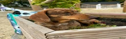 Dachshund dogs for sale: Beautiful little of Dachshunds  - Advert 1