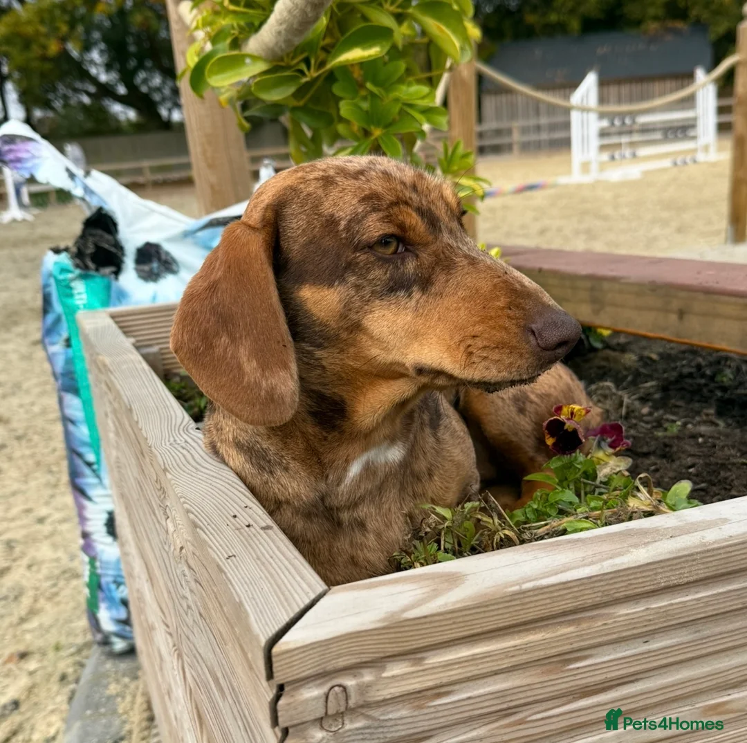 Dachshund dogs for sale: Beautiful little of Dachshunds  - Advert 1