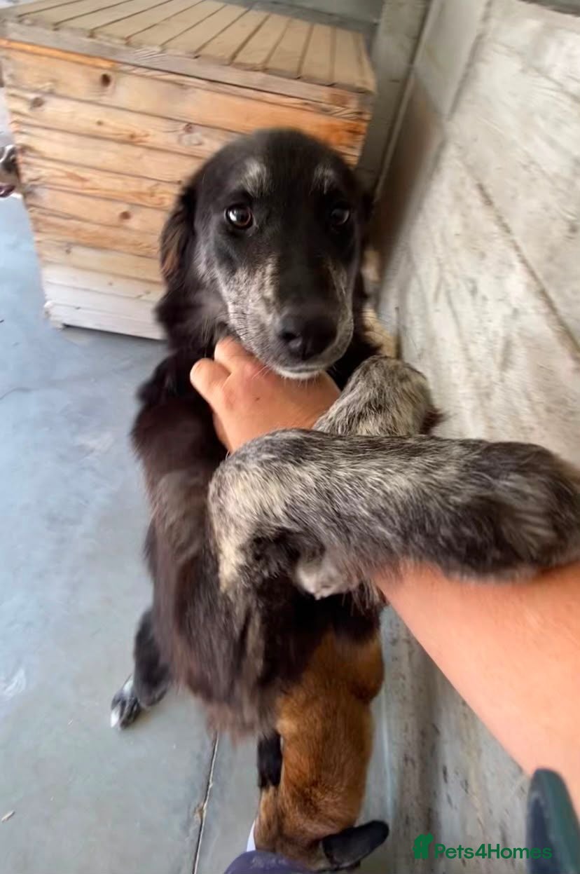 Mixed Breed dogs Kaiti, 1-2 yrs old. Available for adoption. - Advert 16