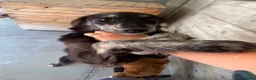 Mixed Breed dogs for adoption: Kaiti, 1-2 yrs old. Available for adoption. - Advert 3