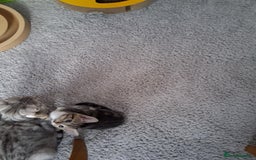Bengal cats for sale: 2 girls  1 boy ready for a new home  - Image 2