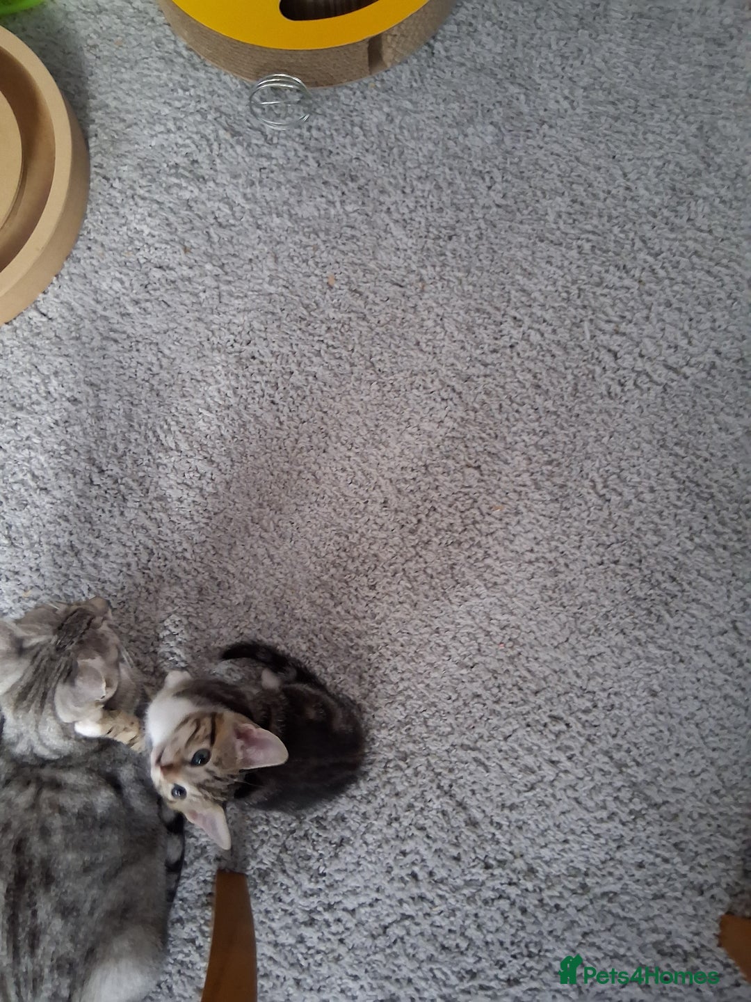 Bengal cats for sale: 2 girls  1 boy ready for a new home  - Image 2