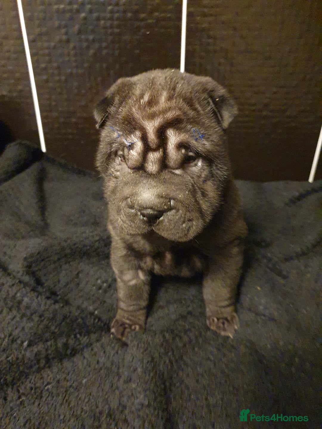 Shar Pei dogs for sale: Stunning KC Registered Shar Pei puppies - Advert 36