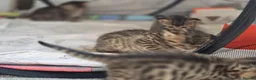 Mixed Breed cats for sale: British Shorthair mix kittens  - Advert 17