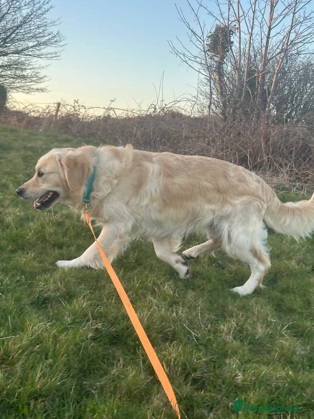 Golden Retriever dogs for stud: Hugh - Golden Retiver Stud  in Neath - Advert 9