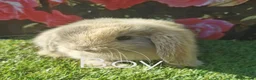 Mini Lop rabbits for sale: mini lop baby rabbits - Advert 5