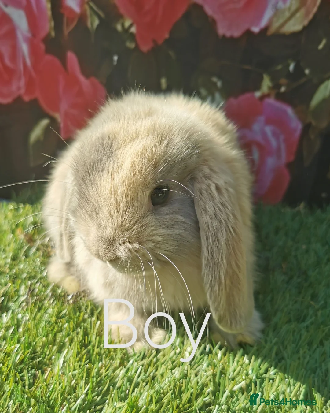 Mini Lop rabbits for sale: mini lop baby rabbits - Advert 5