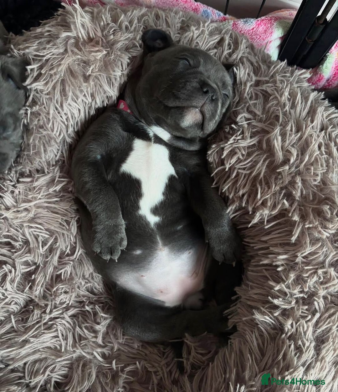 Staffordshire Bull Terrier dogs for sale: KC blue Staffordshire bull terrier puppies  - Advert 24
