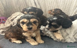 Cockapoo dogs for sale: Cockapoo Puppies - Image 17