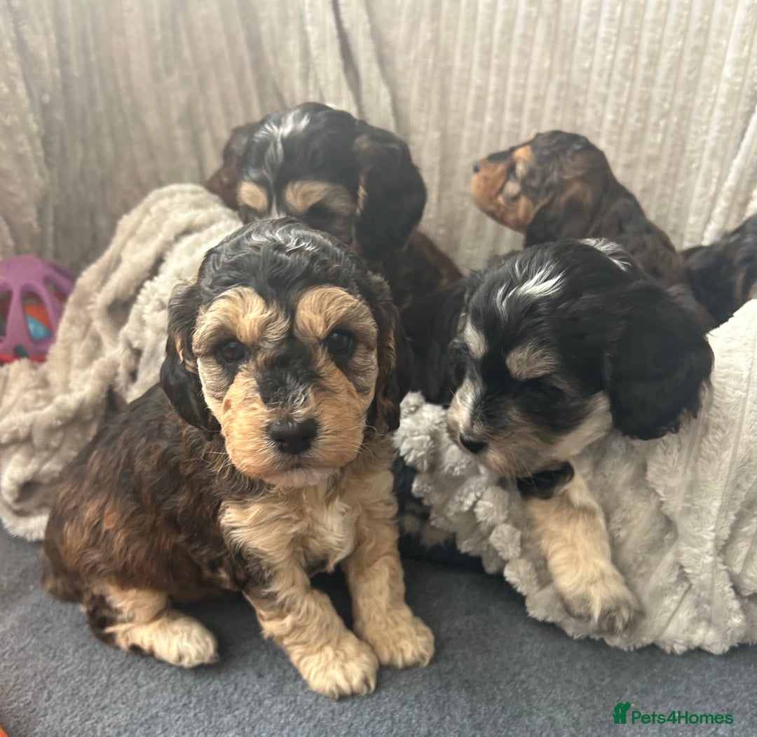 Cockapoo dogs for sale: Cockapoo Puppies - Image 17