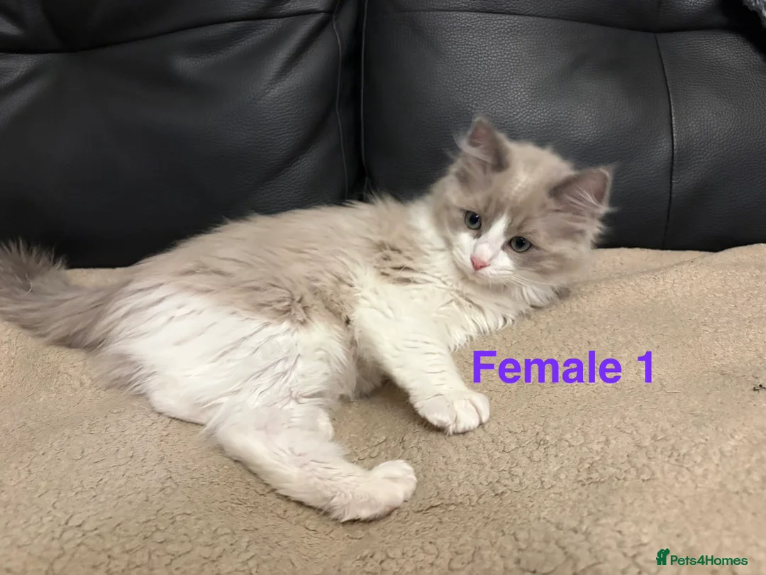 Ragdoll cats for sale: Six Ragdoll Kittens For Sale  - Advert 15