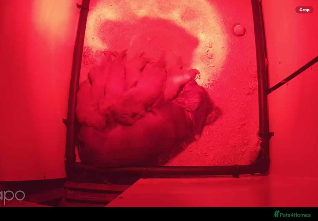 Cocker Spaniel dogs for sale: Hereditary clear working cocker spaniels - Advert 19