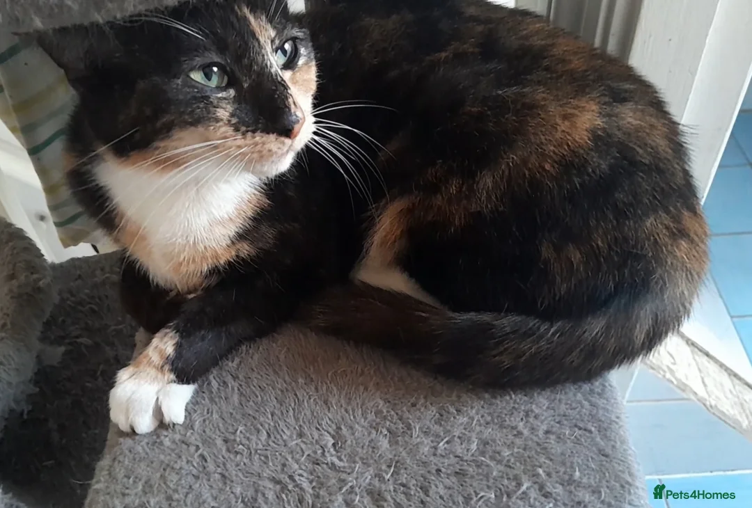 Mixed Breed cats for sale: Miracle - Advert 7