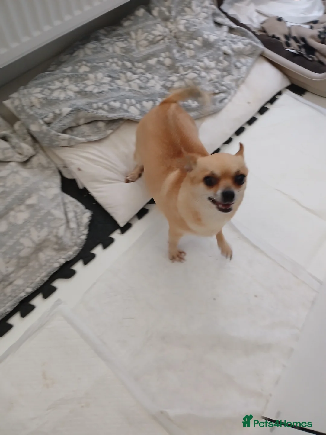 Chihuahua dogs for sale: Little boy - Advert 2