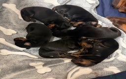Dobermann dogs for sale: Gorgeous Black and Tan Dobermann puppies  - Image 7