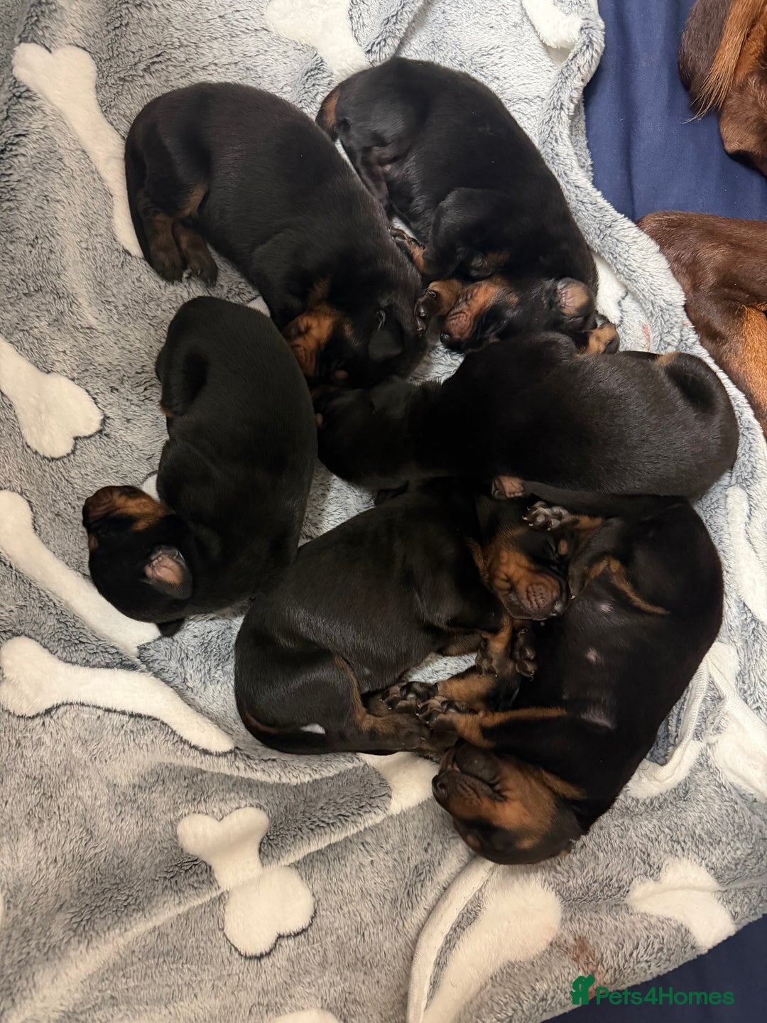 Dobermann dogs for sale: Gorgeous Black and Tan Dobermann puppies  - Image 7