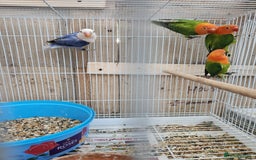 Lovebirds birds for sale:  Fischers lovebirds for sale in Birmingham - Image 24