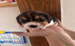 Beagle dogs for sale: Gorgeous beagles KC registered  - Image 19