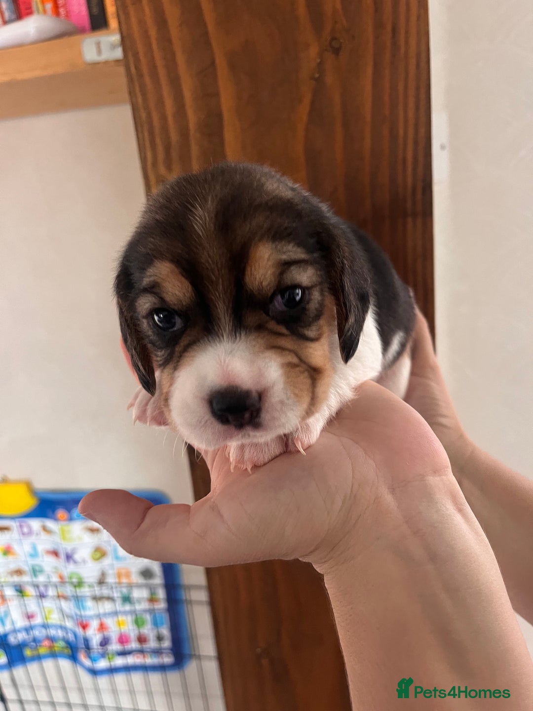 Beagle dogs for sale: Gorgeous beagles KC registered  - Image 19