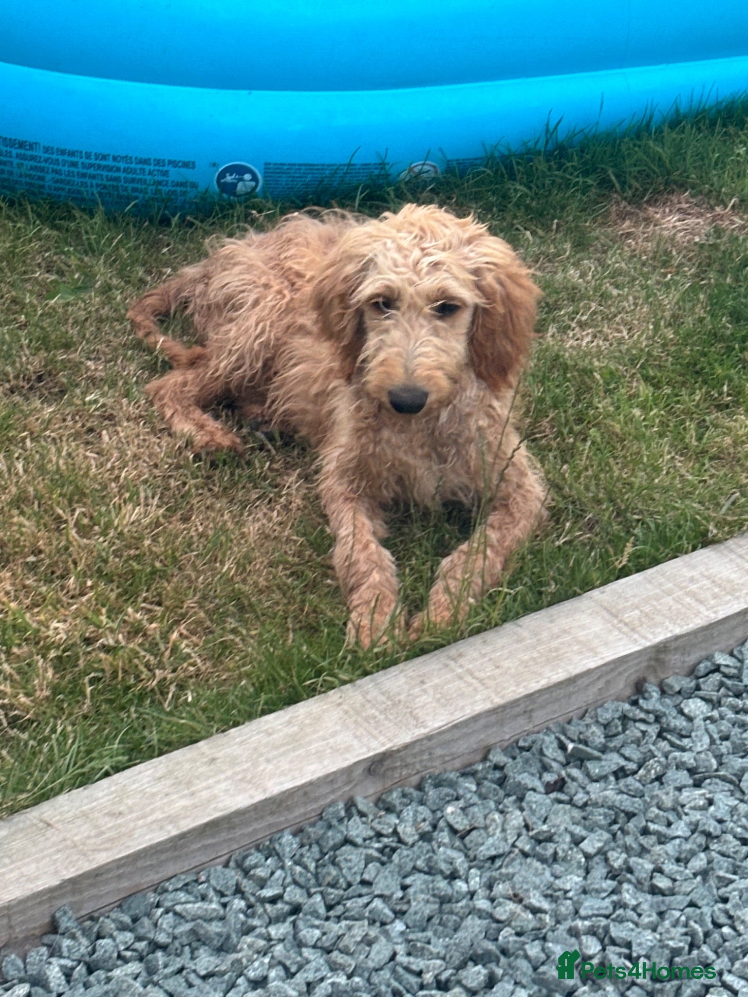 Goldendoodle dogs Stunning Goldendoodle Puppies - Advert 11