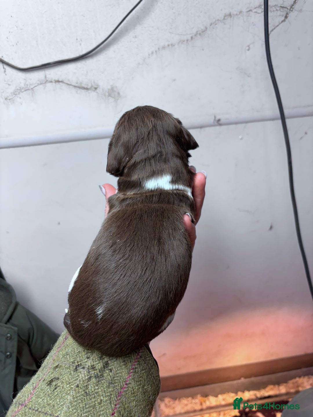 English Springer Spaniel dogs for sale: Springer spaniel Puppies  - Advert 5