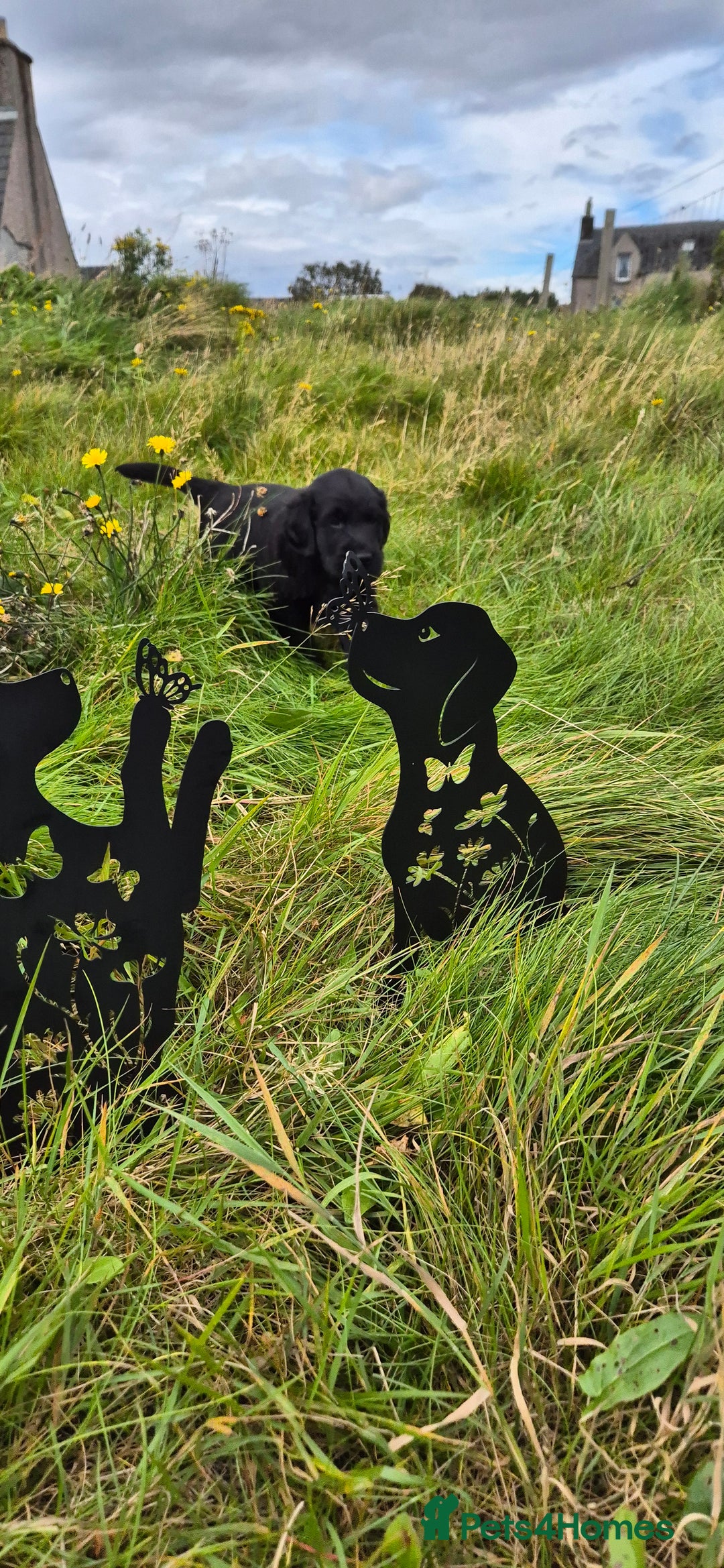 Flat coated Retriever dogs for sale: Flat coat retriever  - Image 28