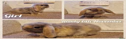 Mini Lop rabbits for sale: Mini lop kits to reserve. Vetchecked&vaccinated. - Advert 3